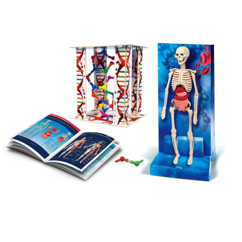 Vědecká hra Lidské tělo LEAN Toys s 3D modelem a aplikací — Detail