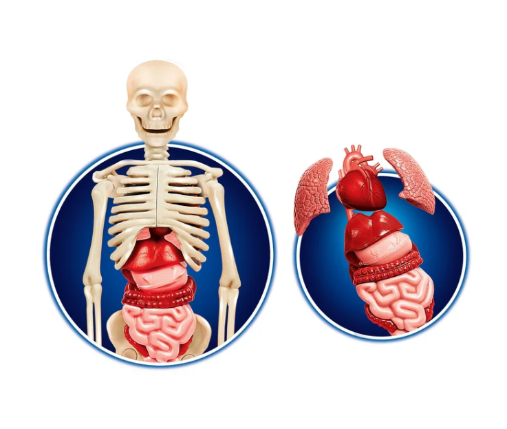 Vědecká hra Lidské tělo LEAN Toys s 3D modelem a aplikací — V provozu